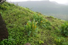 Zingiber diwakarianum